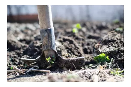 Foto Bodemtop.jpg.webp