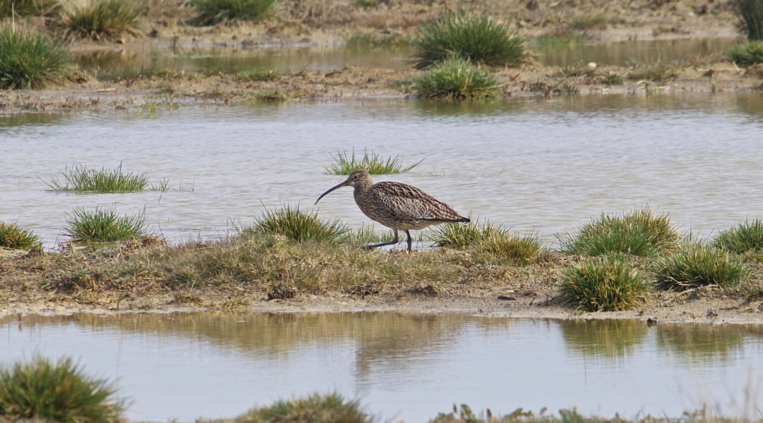 Agrarisch natuurbeheer