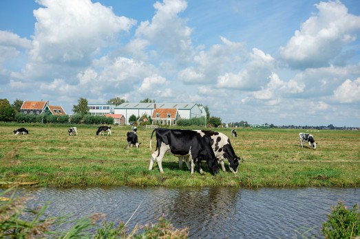 veehouderij